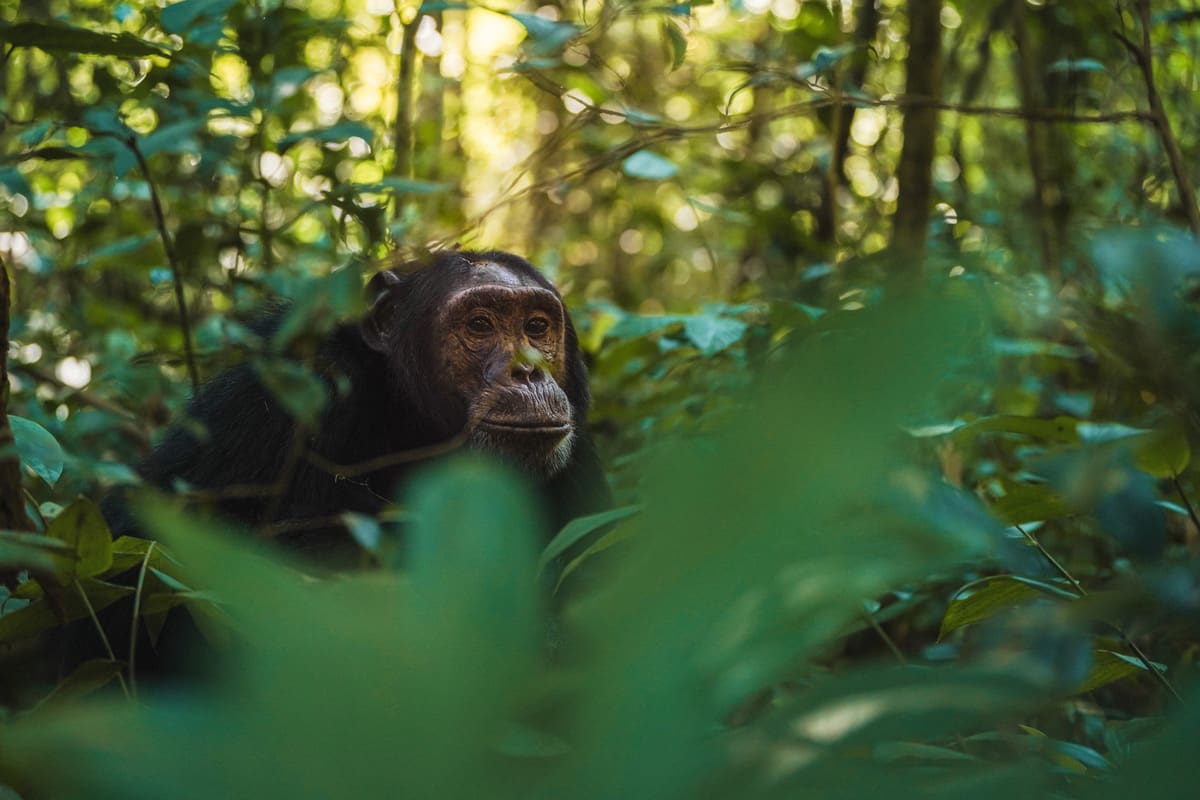 Chimpanzee Tracking Safari in Kibale Forest